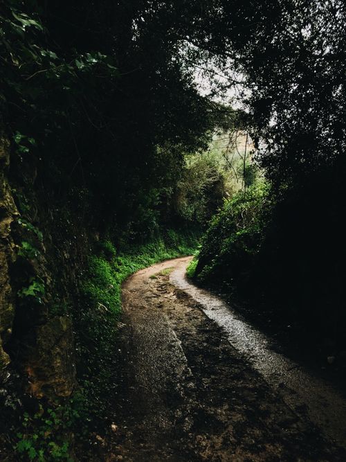 Free Narrow dirty rural path between lush green trees with long branches growing in dense woodland in suburb area in nature Stock Photo