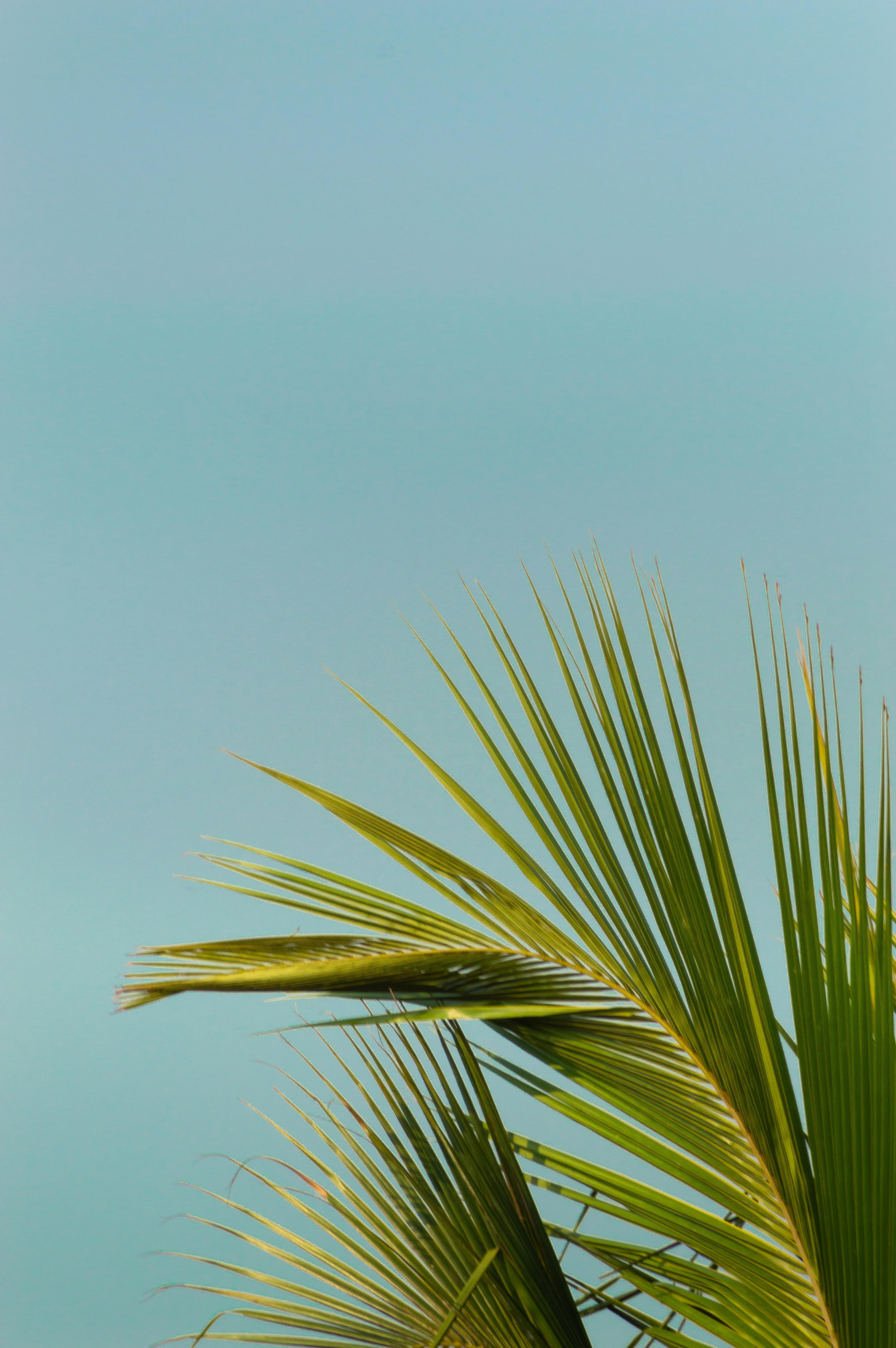 Tropical palm leaves with a clear blue sky, capturing the essence of summer.
