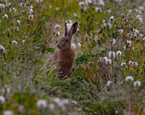 Hare in Green Summer Field