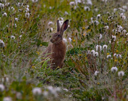 Free Hare in Green Summer Field Stock Photo