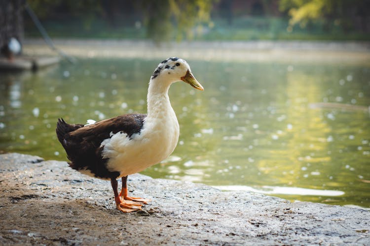 Magpie Duck Standing Beside A Pond