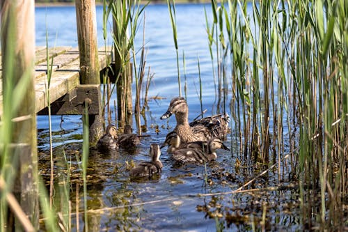 Fotobanka s bezplatnými fotkami na tému divoké kačice, jazero, káča