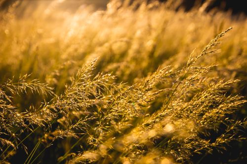 Free Close-up of golden grass in Svendborg, Denmark, beautifully lit by the sunrise. Stock Photo