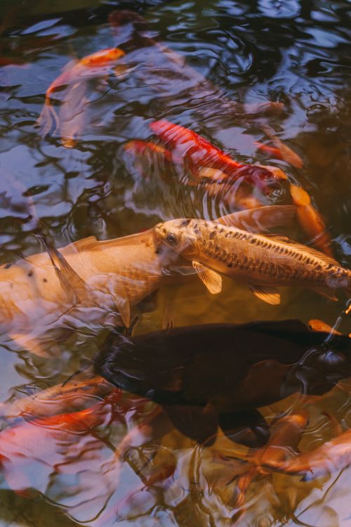 Water Fish Photos, Download The BEST Free Water Fish Stock Photos & HD ...