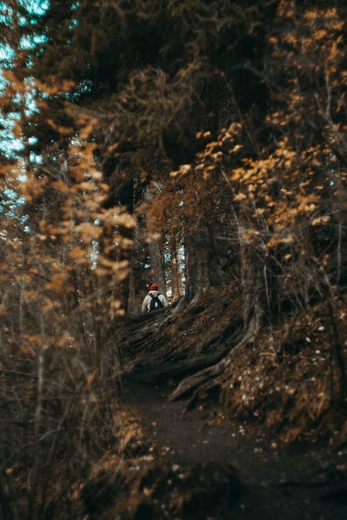 Person with Backpack in Woods in Autumn