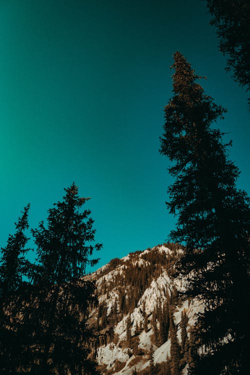 Free stock photo of blue, forest, mountain Stock Photo