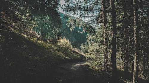 Free stock photo of blue, forest, sky Stock Photo