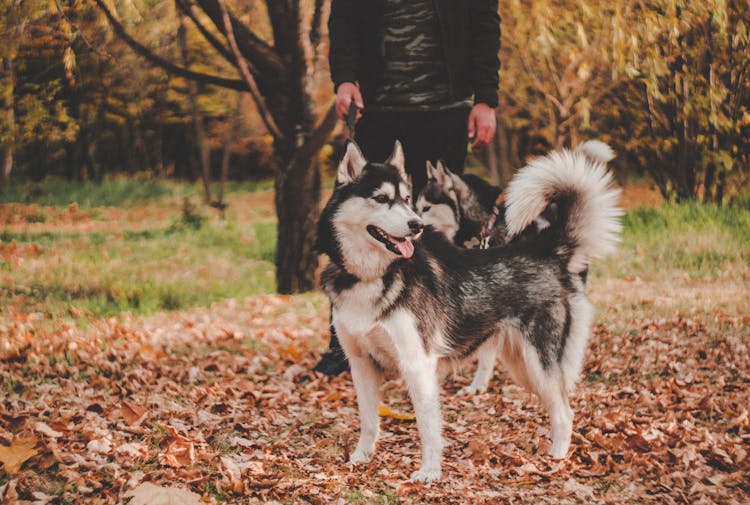 Walking Dogs In Autumn Park