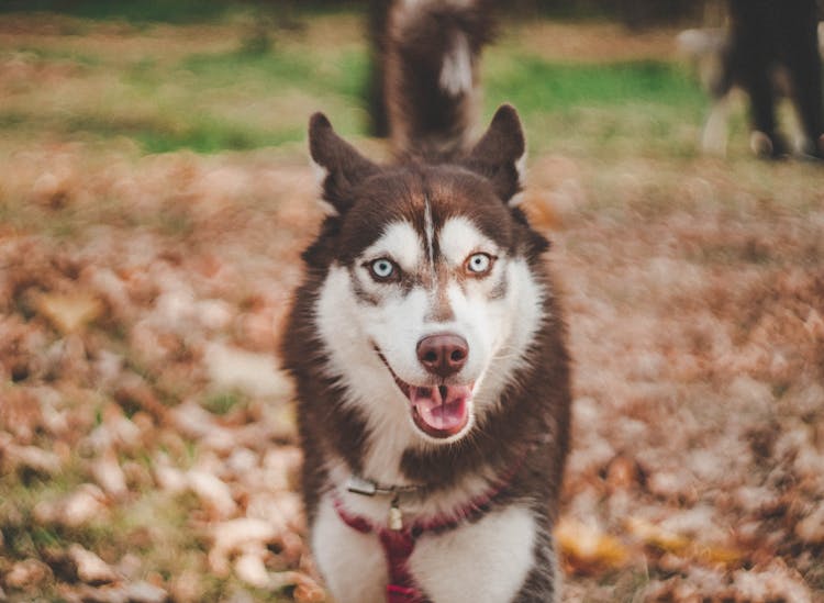 Husky Dog Running