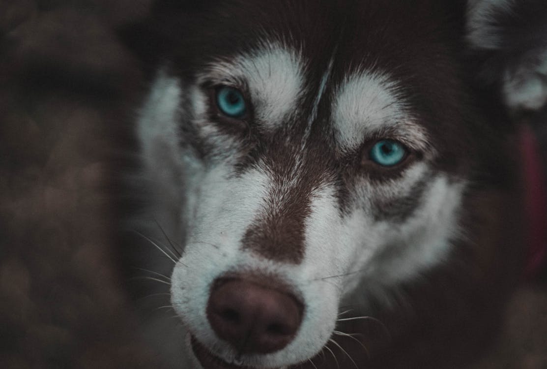 Free stock photo of blue, dog, eyes Stock Photo