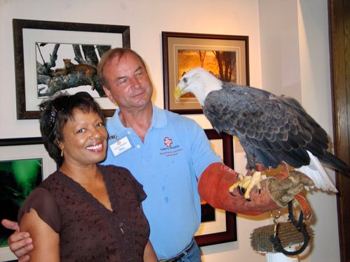 Free stock photo of bald eagle, liberty eagle Stock Photo