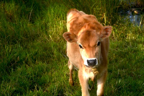 Free stock photo of animal, calf, cow Stock Photo
