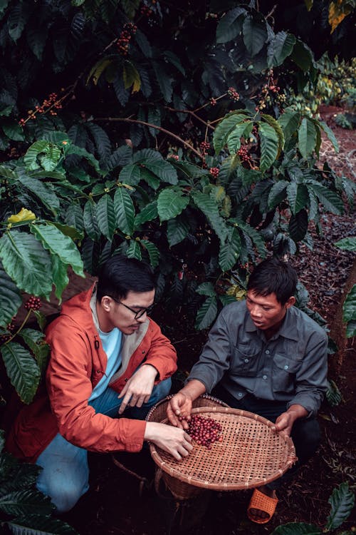 Men Harvesting Coffee