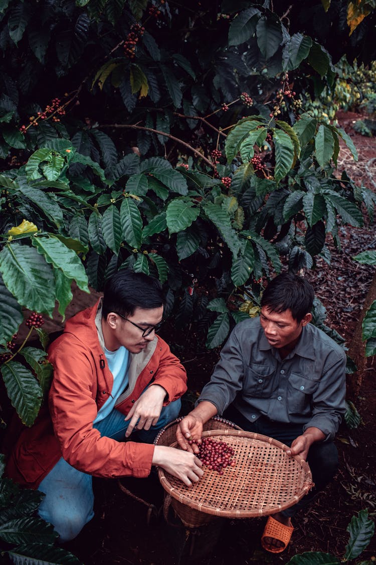 Men Harvesting Coffee