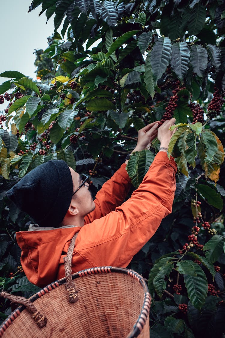 Man In Orange Hoodie Jacket Harvesting Coffee Beans