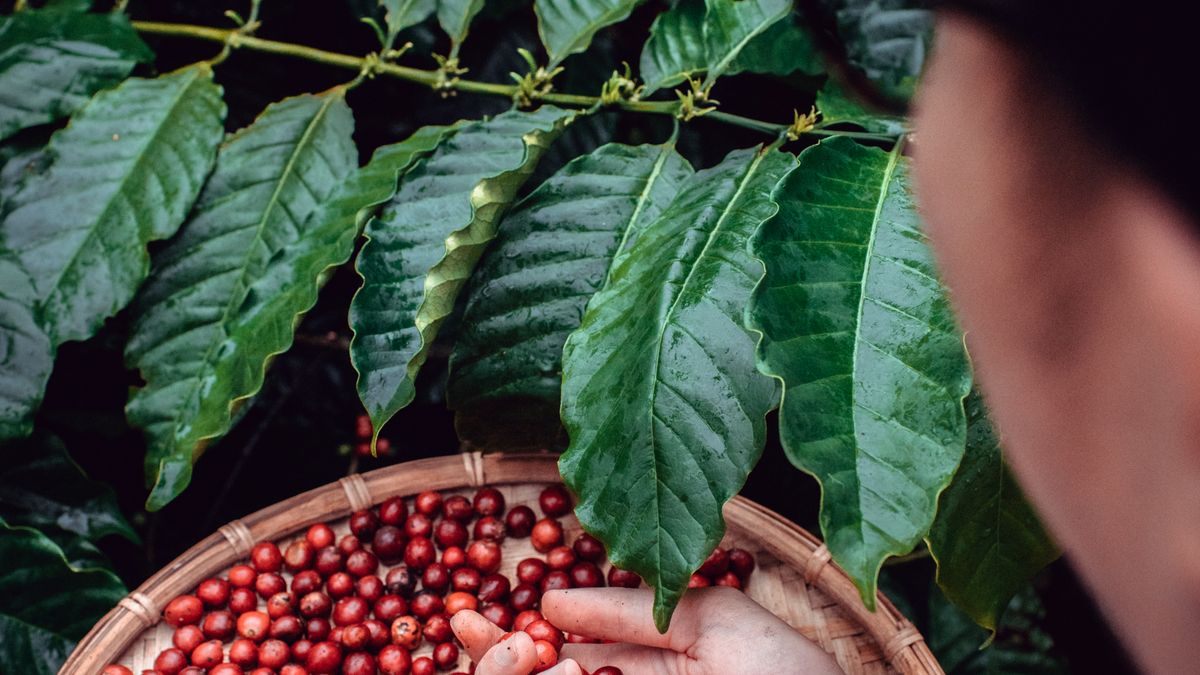 Limpact du commerce équitable sur les producteurs