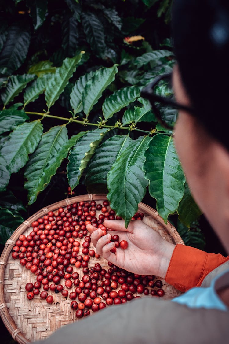 A Person Holding Coffea Arabica