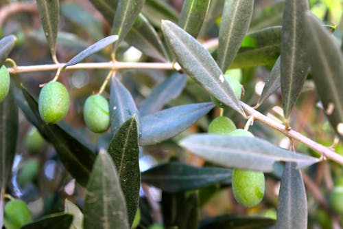 Foto d'estoc gratuïta de oli d'oliva, oliva, verd