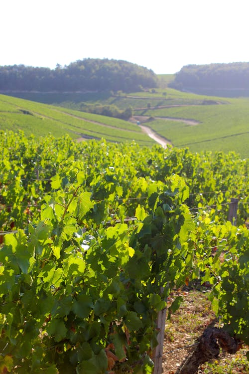 Fotos de stock gratuitas de Francia, uvas, vino