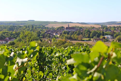 Foto profissional grátis de campo, França, francês