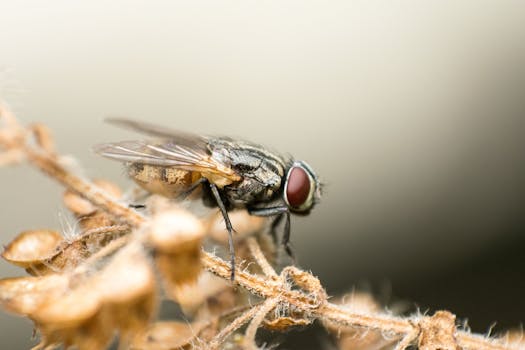 Close-up macro photograph of a housefly perched on a dry stem, showcasing its intricate details.