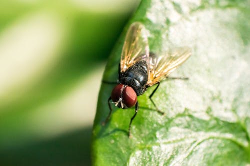 Macro Photo of a Black Fly 