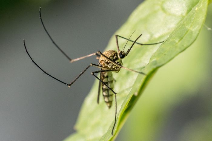 Close-up photograph of a mosquito