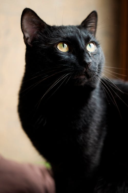 A Close-up Shot of a Black Cat Looking Up