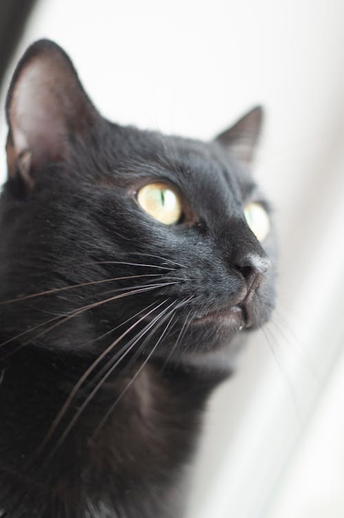 Free stock photo of animal portrait, black cat, curious