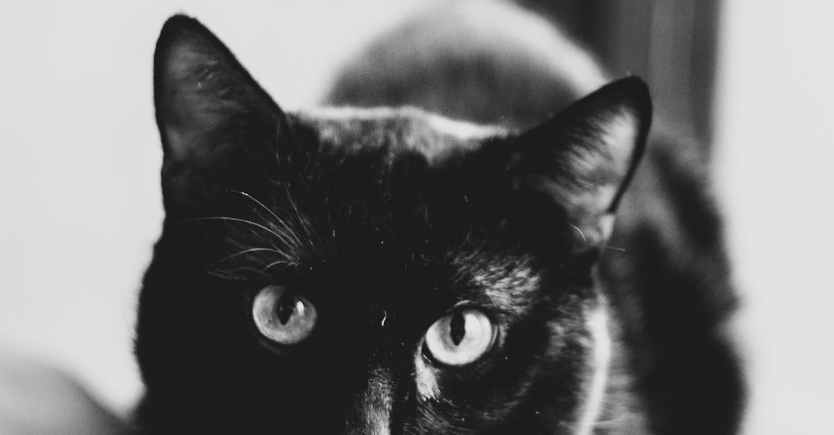 How to get a cat to come to you