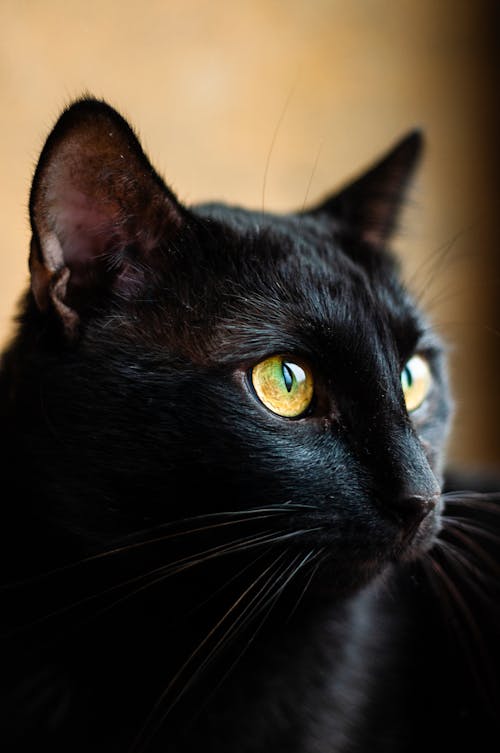 A Close-up Shot of a Black Cat
