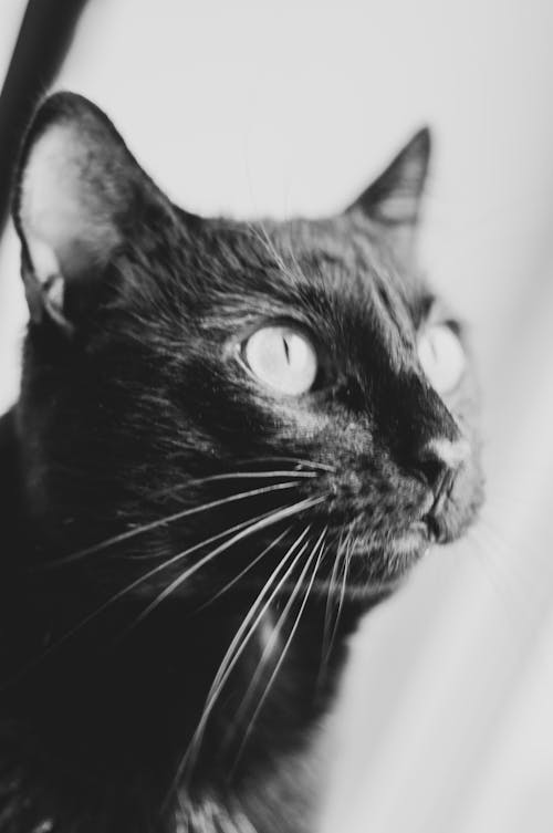 動物肖像, 好奇的, 小貓 的 免费素材图片