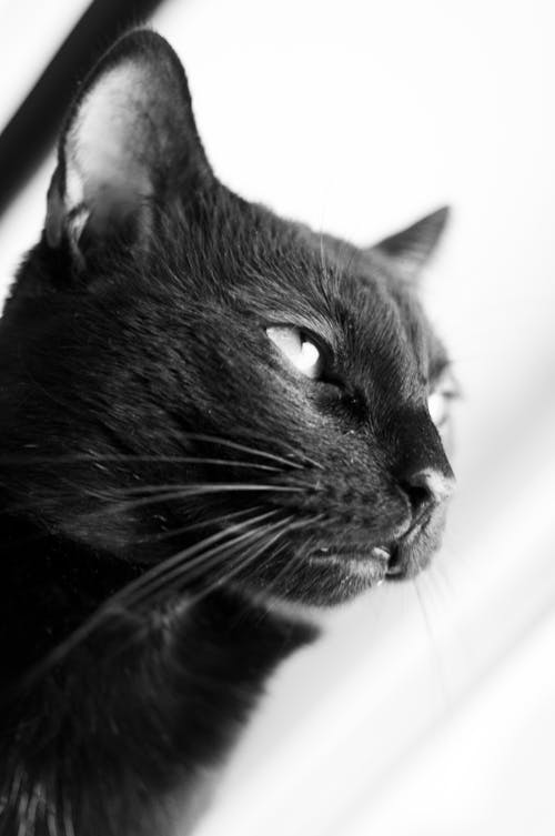 Free stock photo of animal portrait, black cat, curious