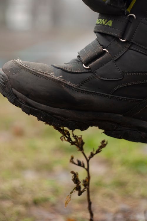 Free stock photo of boot, ecology, grass