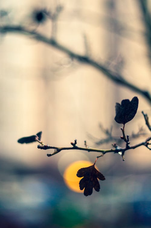 Free stock photo of autumn leaf, leaf, rain