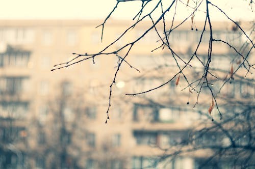 Free stock photo of branch, buildind, house