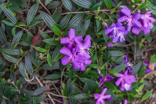 Gratis arkivbilde med flora, grønne blader, lilla blomster