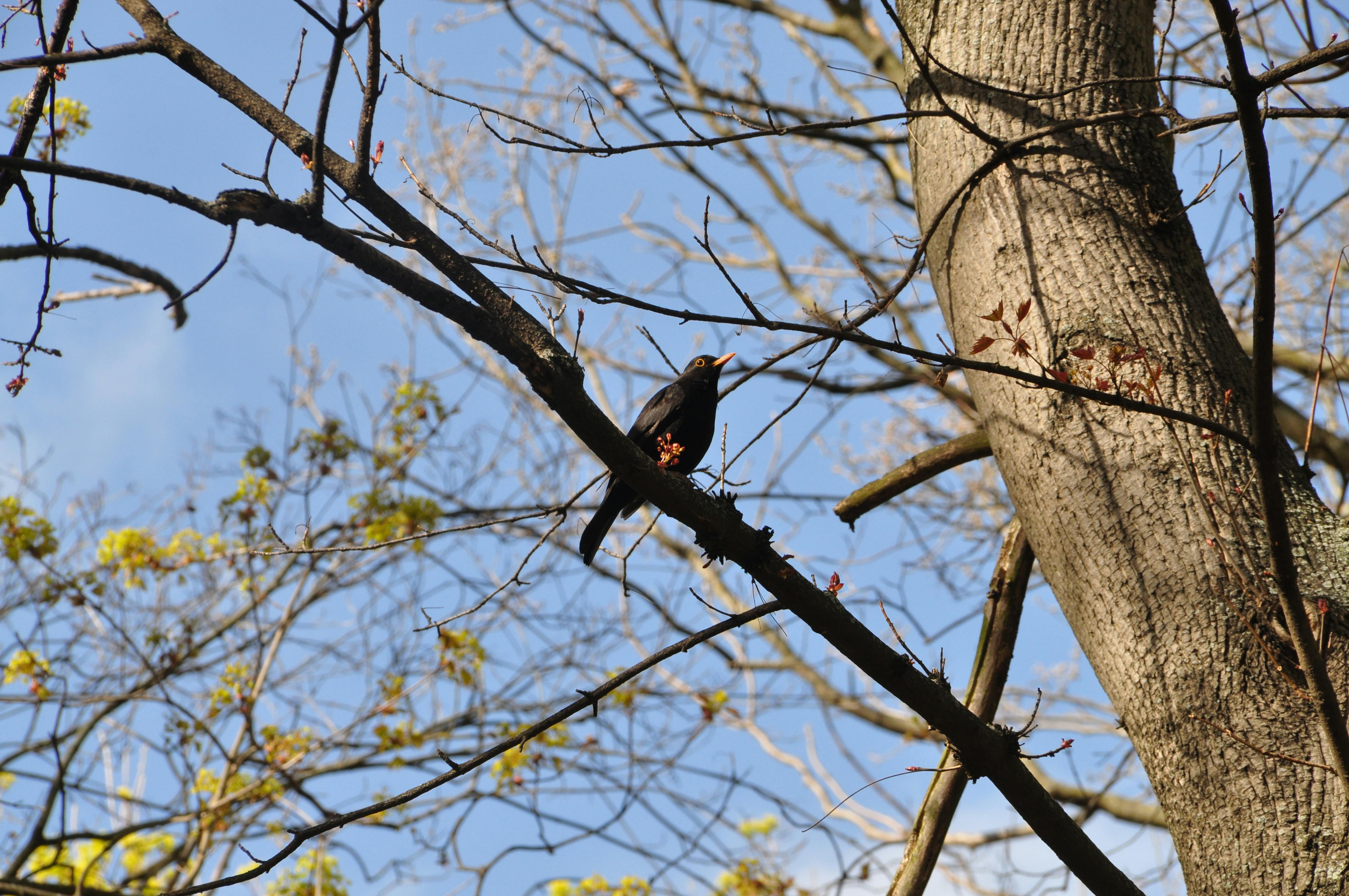 A Pair of White and Black Bird on a Brown Tree Branch Near Green Leaves ...