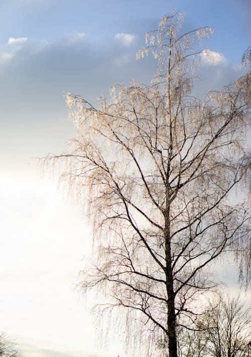 Ilmainen kuvapankkikuva tunnisteilla auringonvalo, aurinko, flunssa