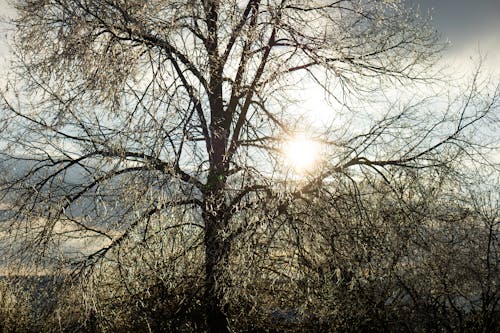 Ilmainen kuvapankkikuva tunnisteilla auringonvalo, aurinko, flunssa