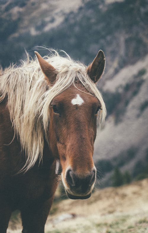 Graceful chestnut horse with flaxen mane pasturing on grassy hill slope near mountains in countryside