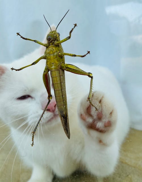 Free stock photo of cats, grasshopper Stock Photo