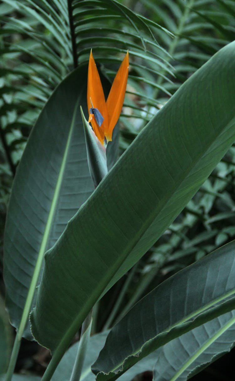 Bird Of Paradise In Bloom