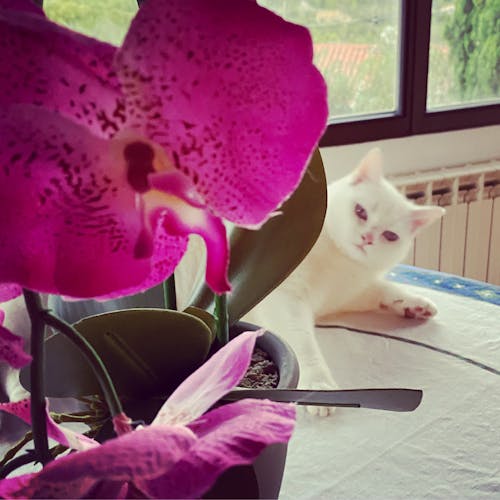 Free stock photo of beautiful flower, cats, orchid Stock Photo