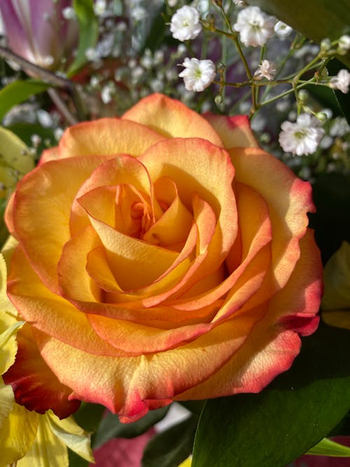 Free stock photo of garden roses Stock Photo