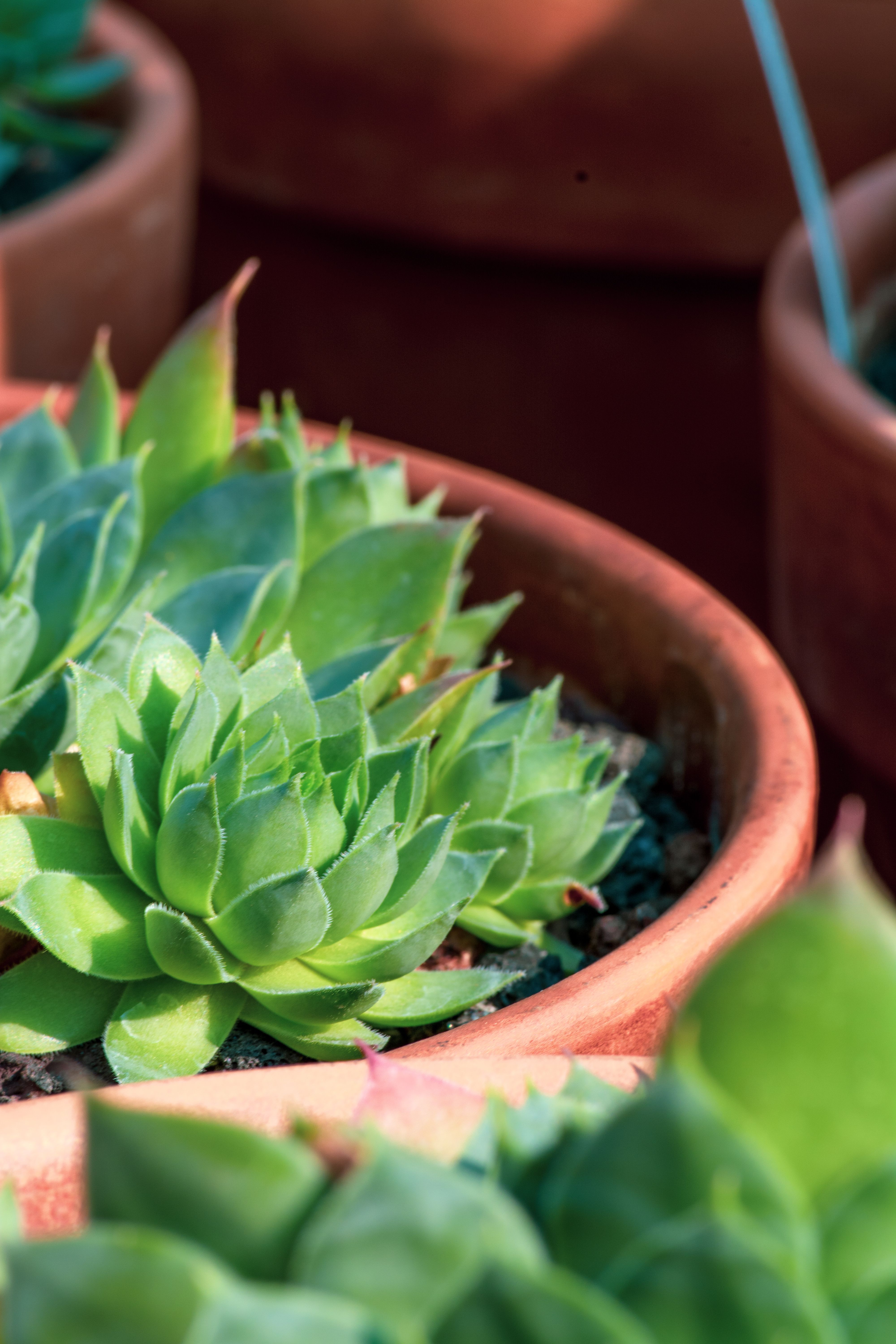 etiolated succulent vs healthy compact succulent