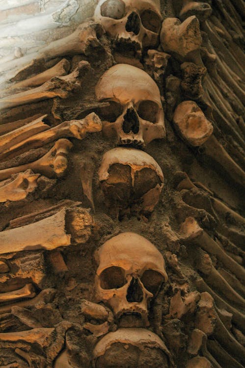 Free Skulls and Bones Stock Photo