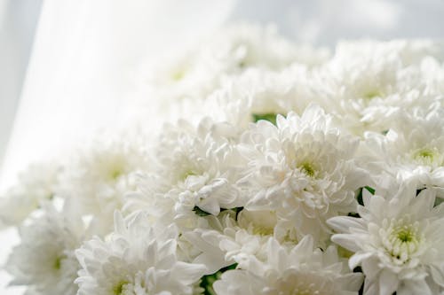 Free Beautiful White Flowers  Stock Photo