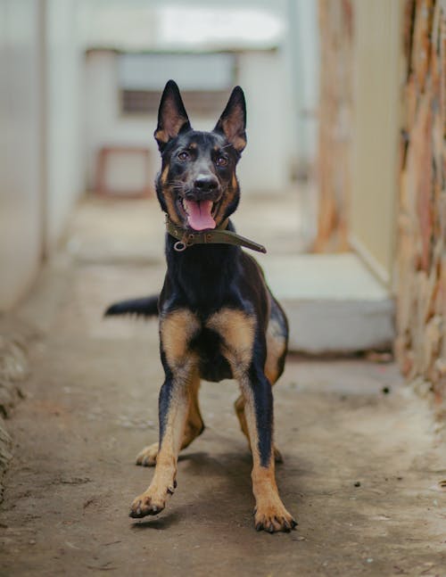 Free Attentive German Shepherd dog with collar standing on rough ground and looking at camera with tongue out Stock Photo