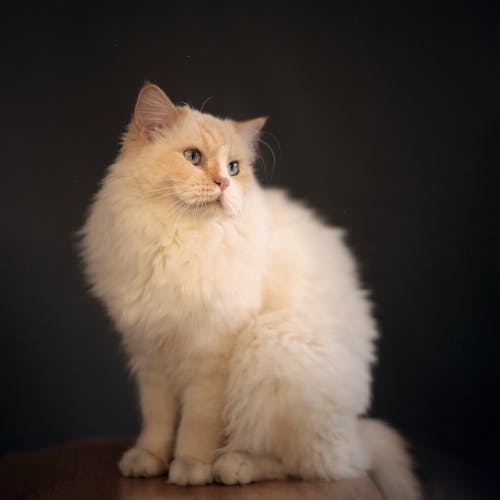 бесплатная Бесплатное стоковое фото с белая кошка, взгляд, котенок Стоковое фото